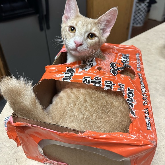 Meet your Posher, Aubrey - Picture 1 of 1